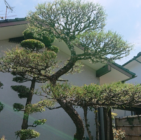 庭木の剪定作業